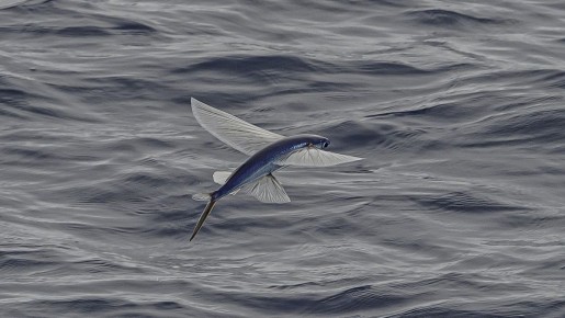 Свобода как двойная грань: ограничения и возможности