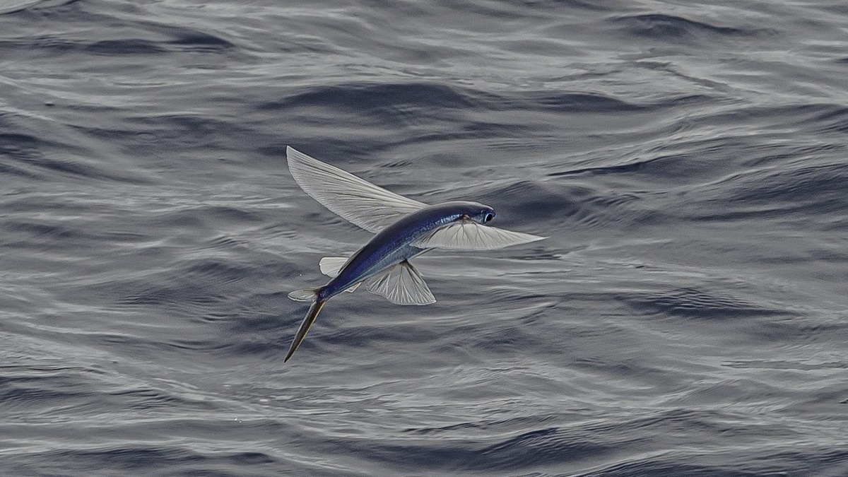 Свобода как двойная грань: ограничения и возможности