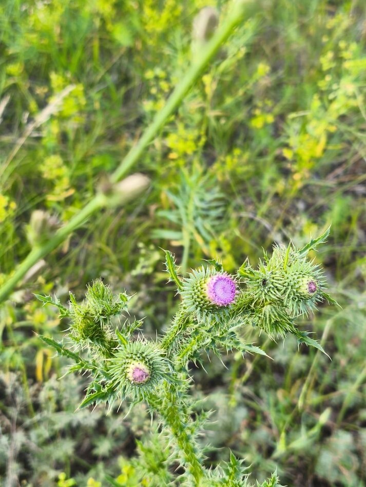 Как избавиться от обиды и очистить свой внутренний сад