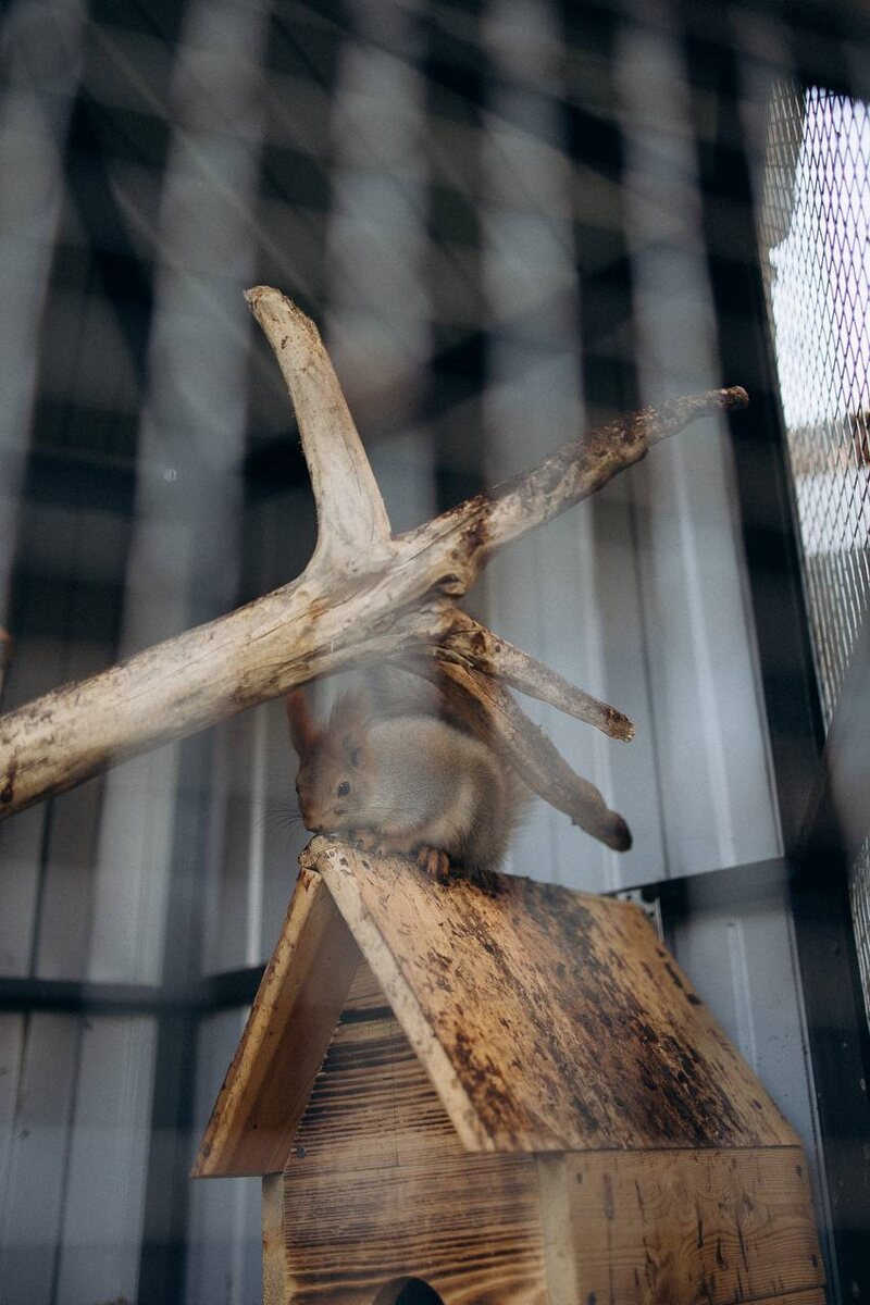 Пушистые соседи отеля: маленькие друзья для больших радостей