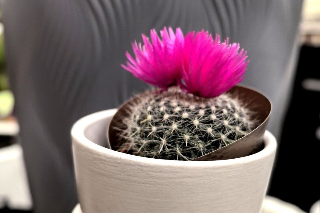 ��� �������� �������� �� �������