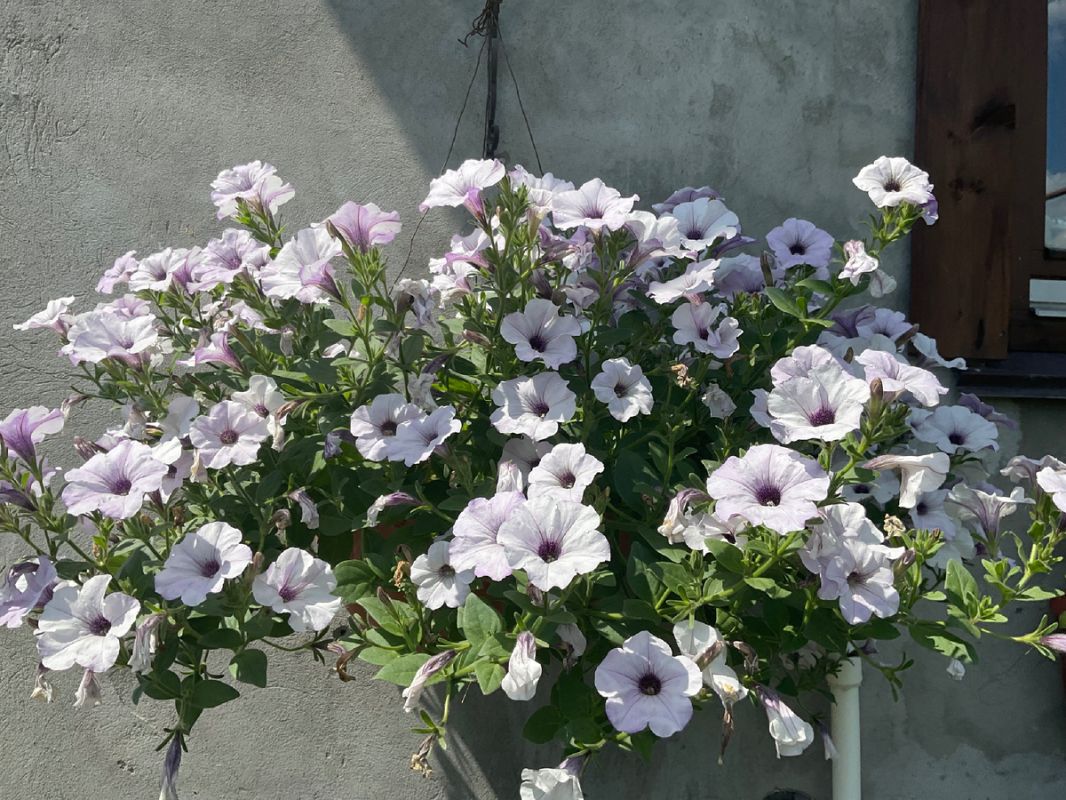 ���������� ��������� � ����� � ������ ���������