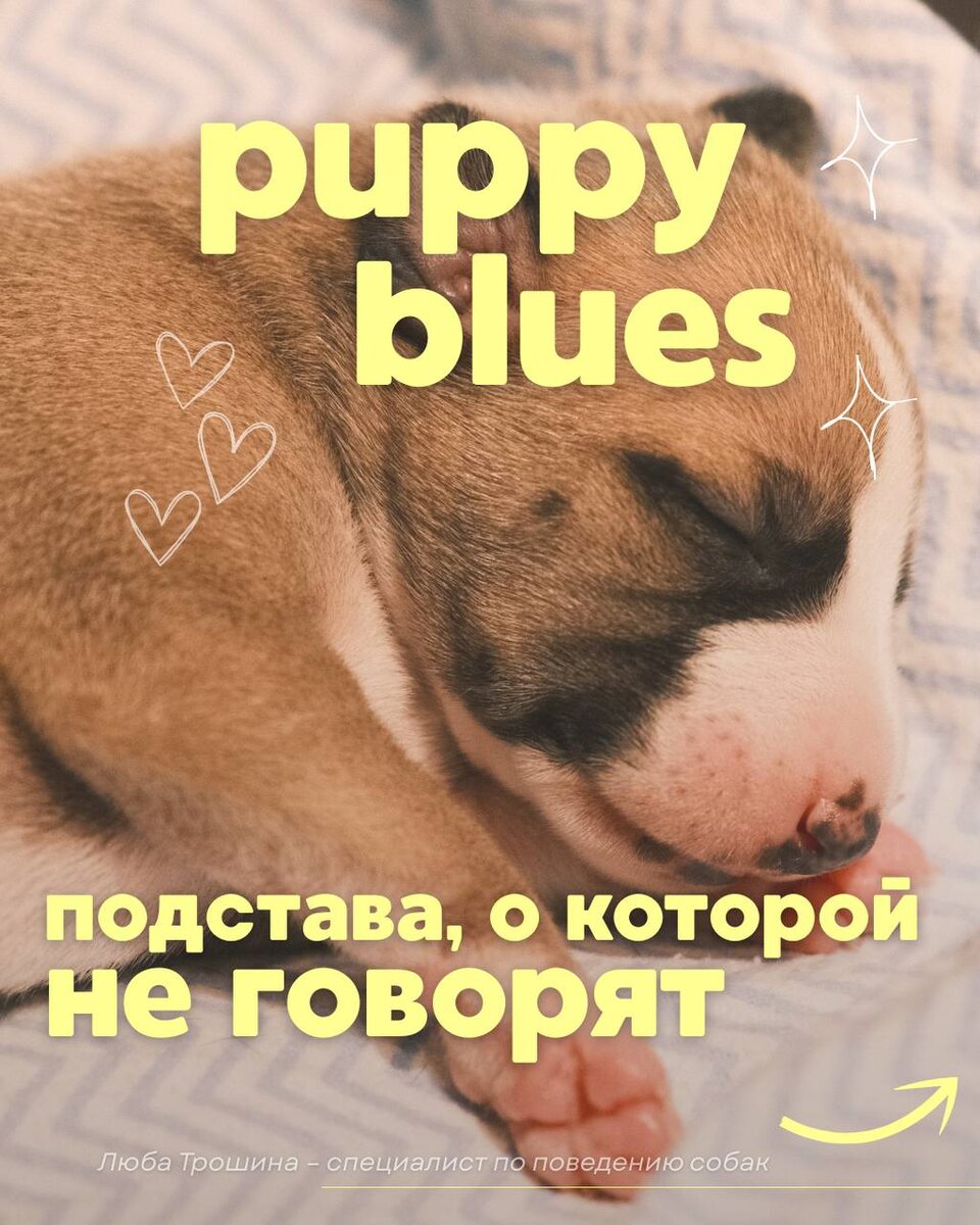 Понимание щенковой депрессии: как преодолеть трудности нового питомца