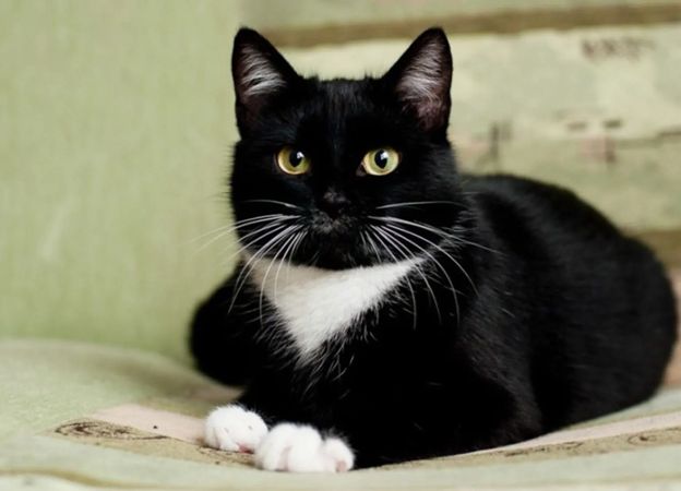 ����������� ����: �� �������� �� ������