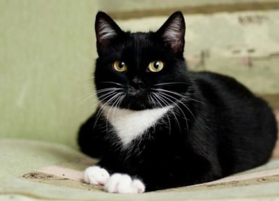 ����������� ����: �� �������� �� ������