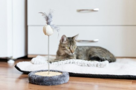 ������� ��������: ��� ���������� ��������� � �������� ��������