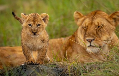 ��� ���������� �� ����� �������� �� �������� ��������