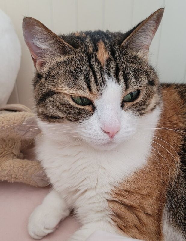 ��� ������� ������ ���������: ������ �������