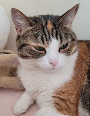 ��� ������� ������ ���������: ������ �������