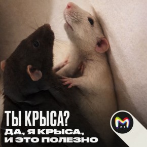 ������� �� ������: ��� ���������� ���������� �������� ����������� �������� �����������