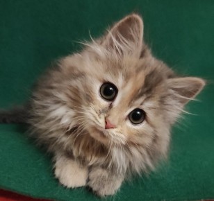 �����, ������� ������ �����: ������� � ��� � �������